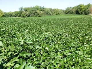 Property photo 5 - 77 Acres Offered in 5 Tracts - Real Estate Auction